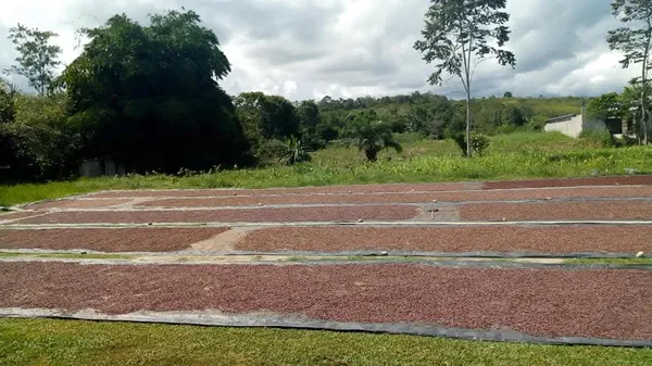 Capacidad de Exportación
