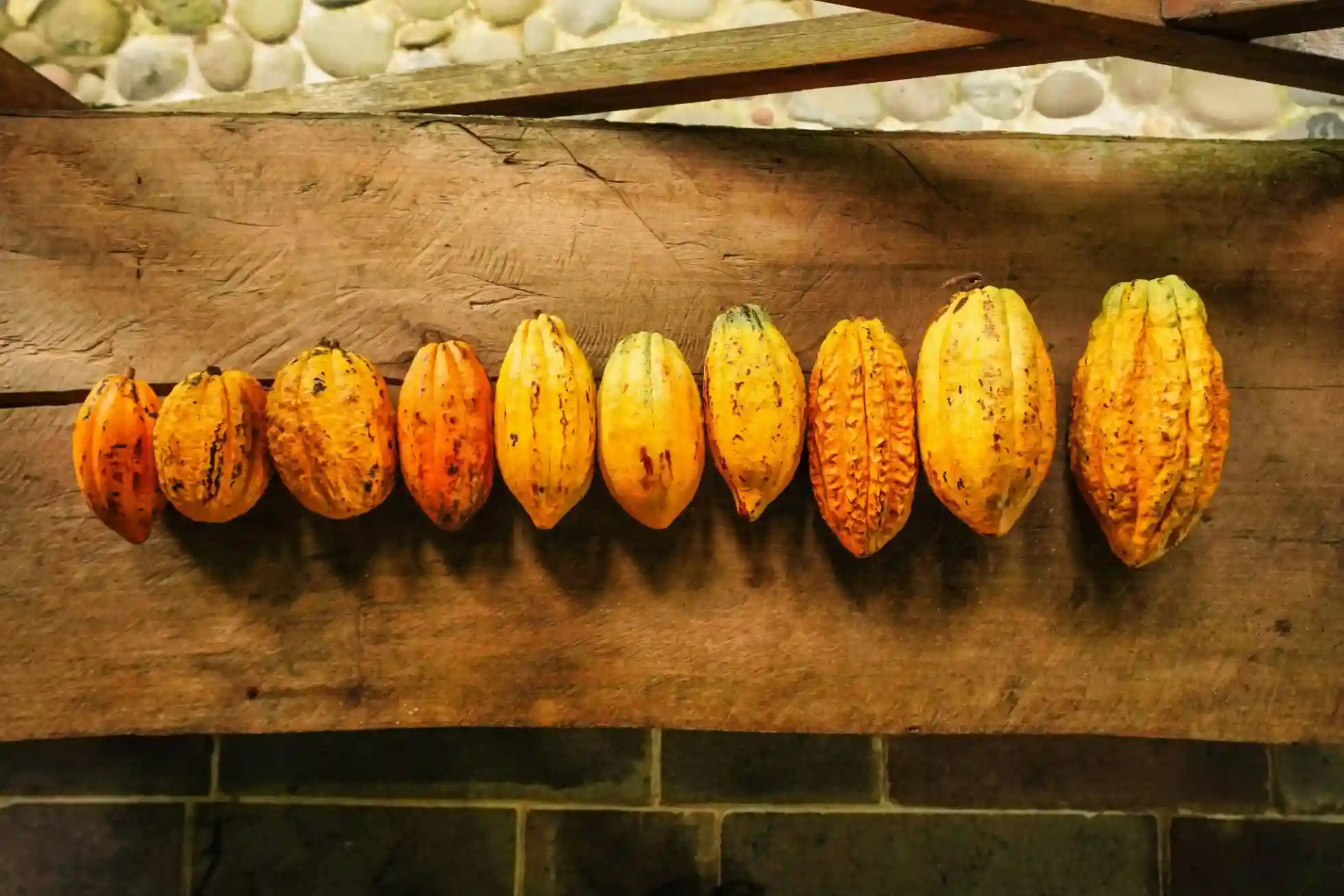 Cacao premium de la Amazonía peruana — granos de cacao fino de aroma en su origen