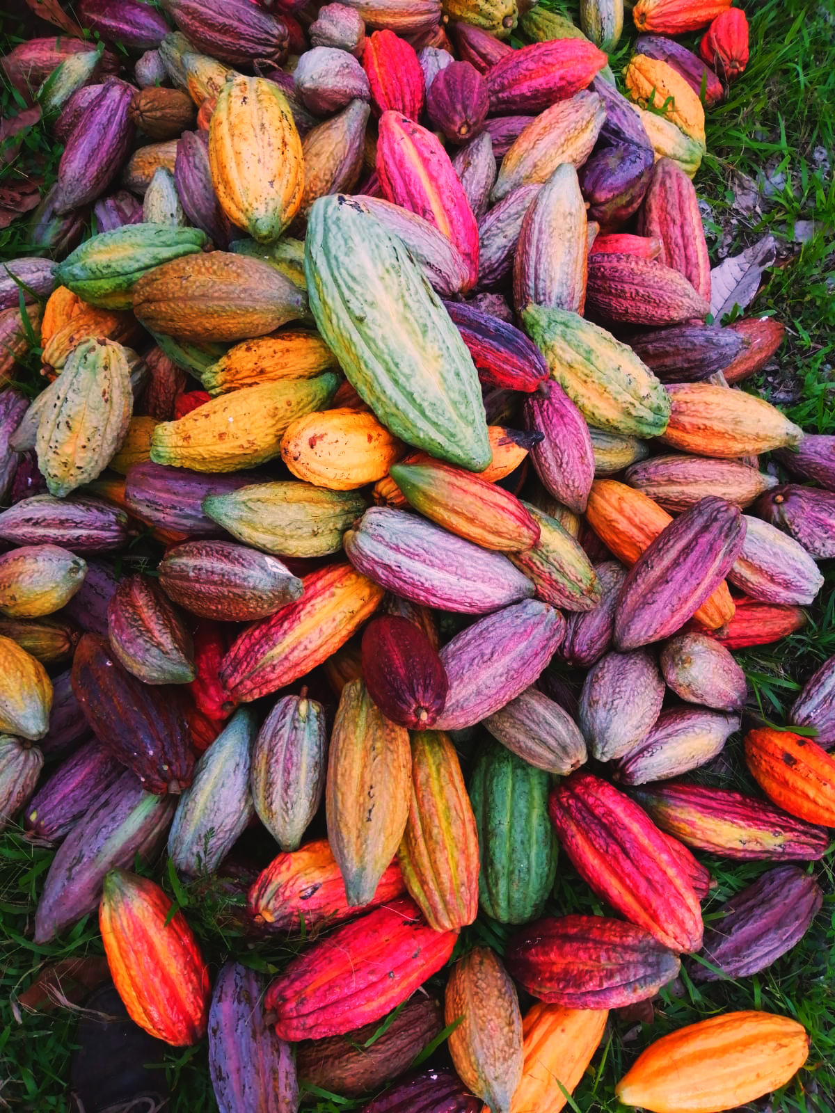 Granos de cacao fino de aroma peruano recién cosechados mostrando su calidad premium
